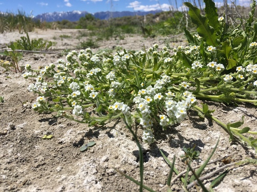 Parish's popcornflower (Plagiobothrys parishii)