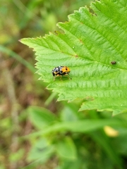 Griburius scutellaris