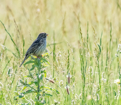 Emberiza calandra