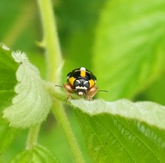 Griburius scutellaris