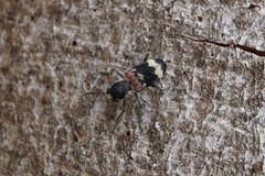 Clerus mutillarius