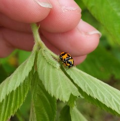 Griburius scutellaris