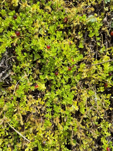 Nertera granadensis observed 2026-09-30