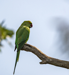 Psittacula krameri