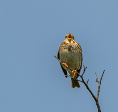Emberiza calandra