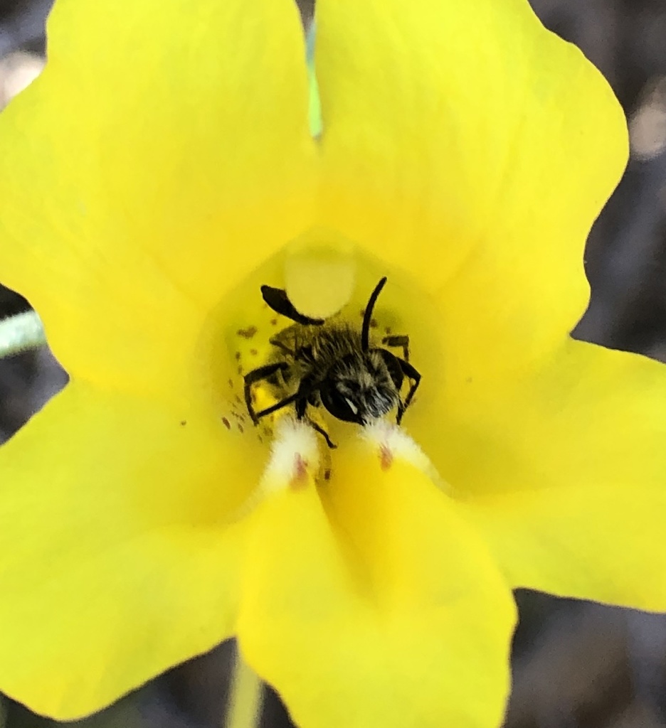 Ancylandrena atoposoma
