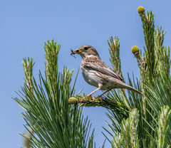 Emberiza calandra