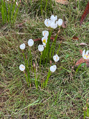 White rain-lily