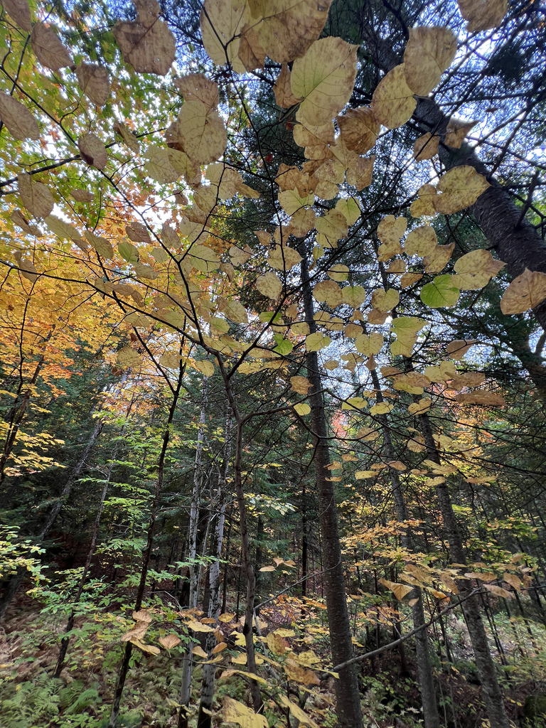 Looking up through a basswood gone pale yellow, with maples turning gold and orange among dark conifers.