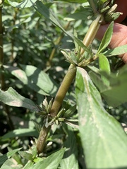 Hygrophila lacustris