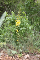 Verbascum spectabile