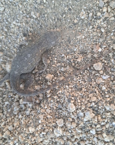 Western Fence Lizard