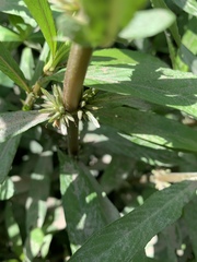 Hygrophila lacustris