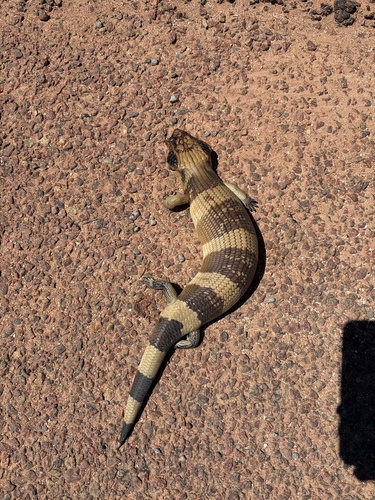 Western Bluetongue