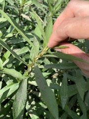 Hygrophila lacustris