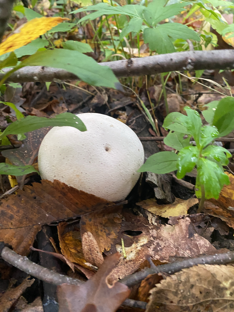 giant puffball · September 2026 · photo: Photo: (c) Alex, some rights reserved (CC BY) · iNaturalist