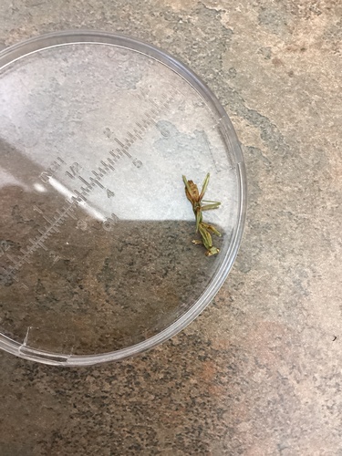 Arizona Mantis