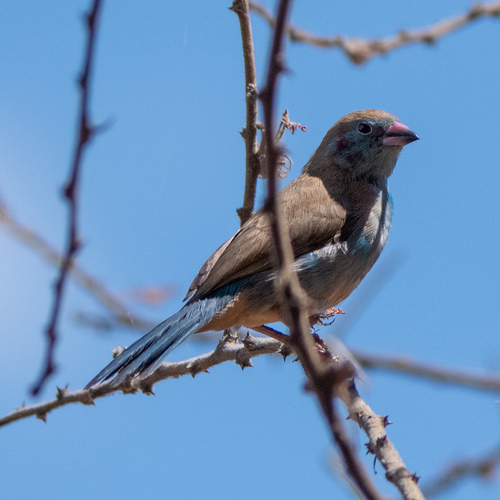 iNaturalist image