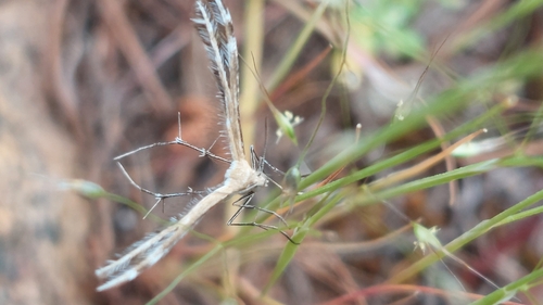 Stangeia xerodes