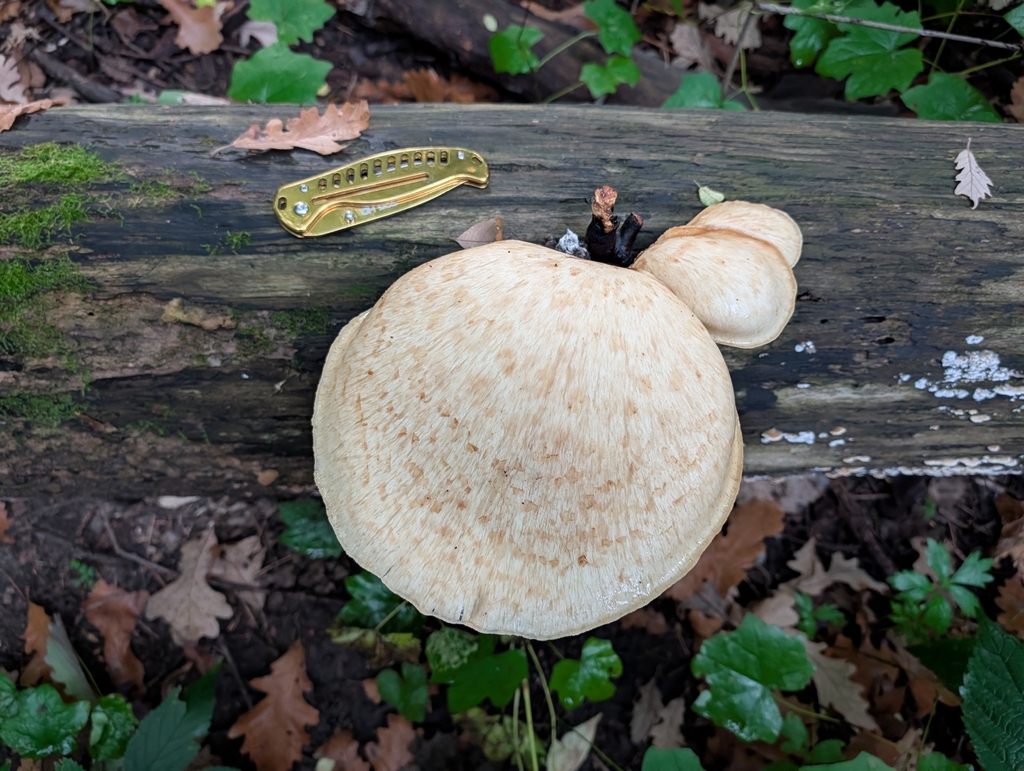 Dryad's Saddle · September 2026 · photo: Photo: no rights reserved · iNaturalist