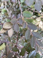 Loropetalum