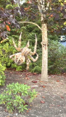 Cross Orbweaver