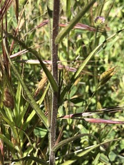 Castilleja minor stenantha