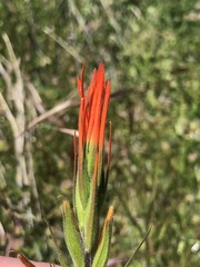 Castilleja minor stenantha