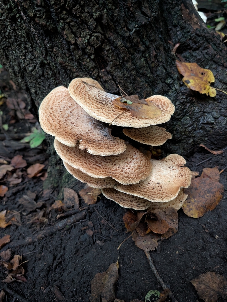 Dryad's Saddle · September 2026 · photo: Photo: no rights reserved · iNaturalist