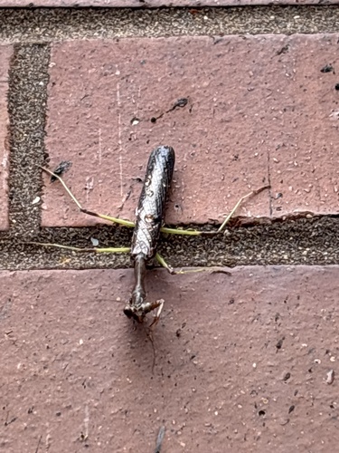 Carolina Mantis