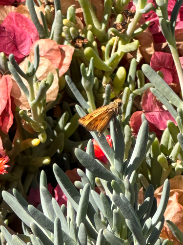 Fiery Skipper