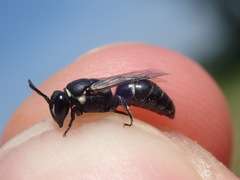 Hylaeus signatus
