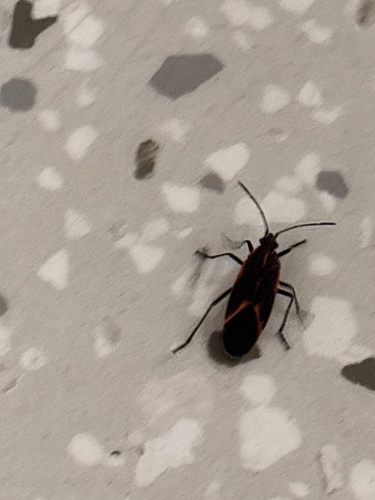 Eastern Boxelder Bug