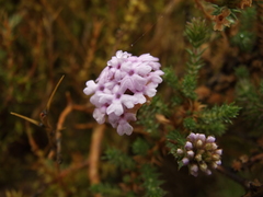 Mulguraea asparagoides