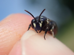 Hylaeus signatus