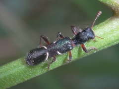 Tarsostenodes simulator