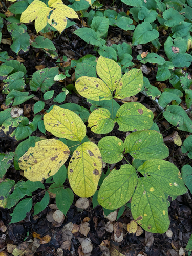 wild sarsaparilla