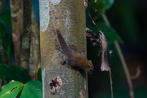 Least Pygmy Squirrel