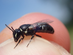 Hylaeus signatus