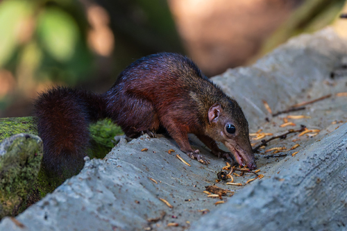 Large Treeshrew