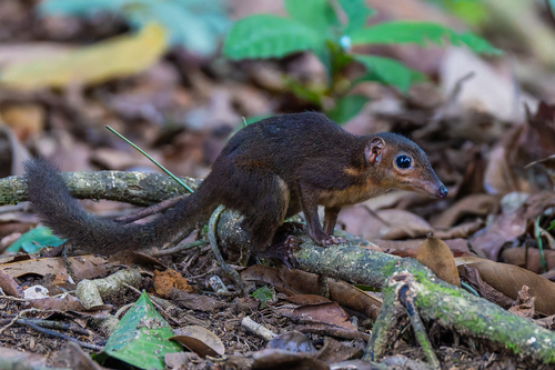 Long-footed Treeshrew