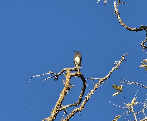 Black Phoebe