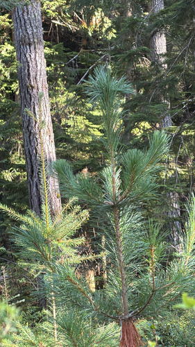 western white pine