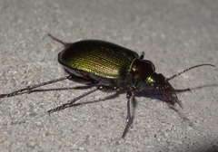 Calosoma schayeri
