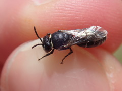 Hylaeus signatus