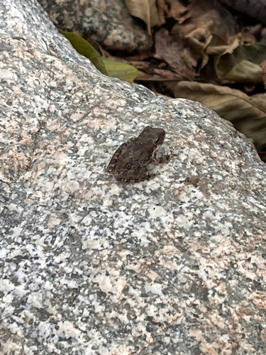 California Tree Frog