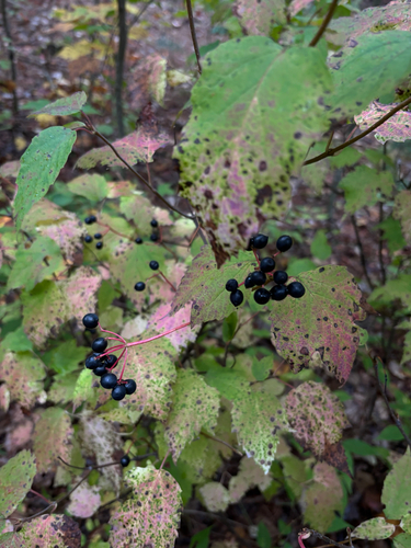 mapleleaf viburnum