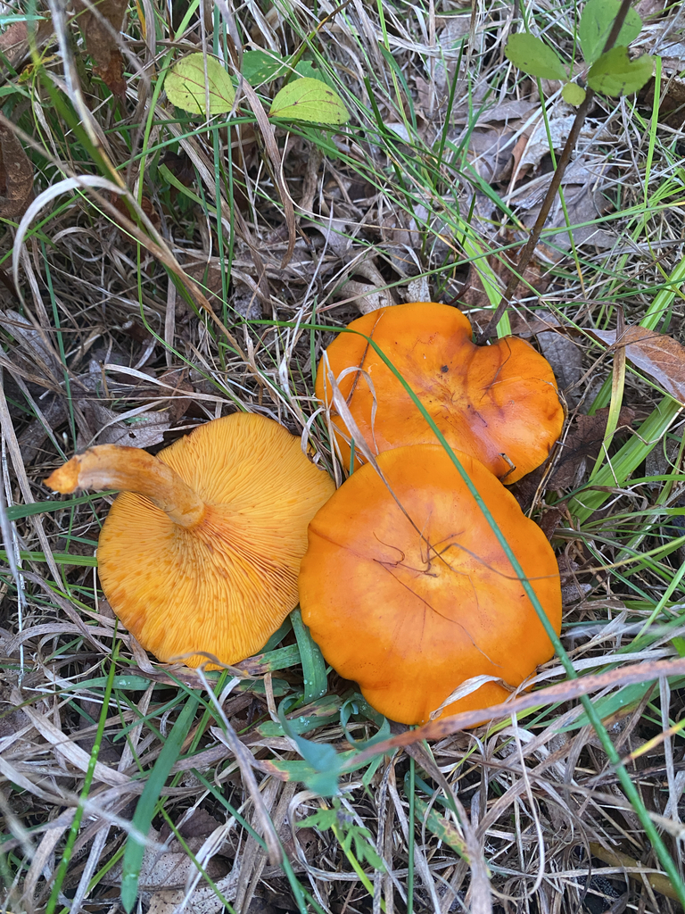 Eastern American jack-o'-lantern · September 2026 · photo: Photo: (c) Alex, some rights reserved (CC BY) · iNaturalist