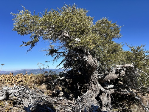 iNaturalist observation photo of Curlleaf Mountain Mahogany
