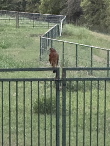 Red-shouldered Hawk